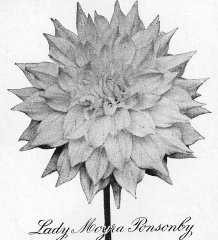 Dahlia ' LADY MOYRA PONSONBY '  (Dec.)  (Yellow)   1937   (Ballego 1936-1937)